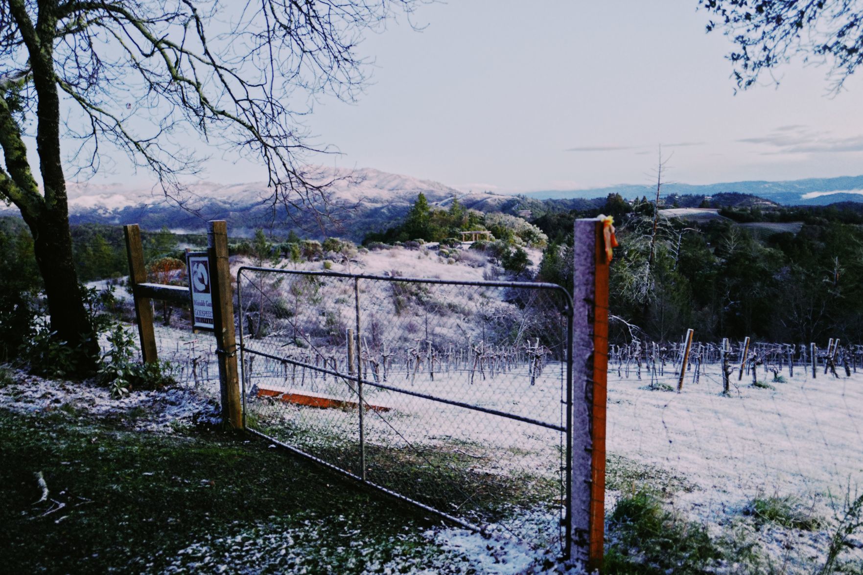 From Our Readers: Snow in Napa Valley